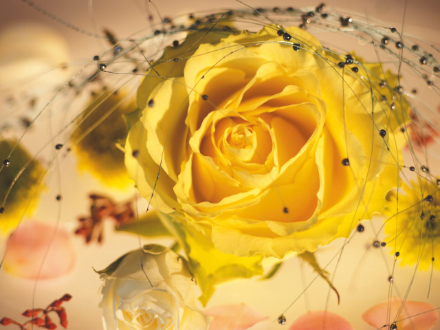 Желтая роза