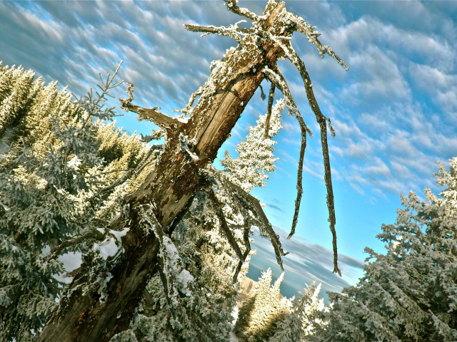 Австрийский лес