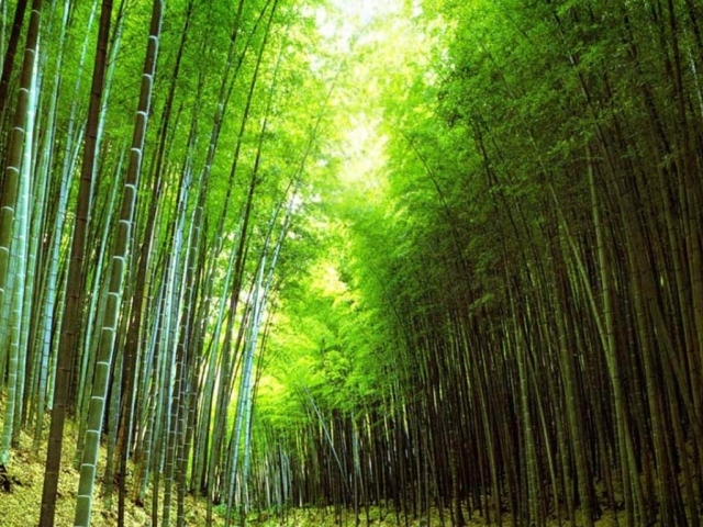 Бамбуковый лес
