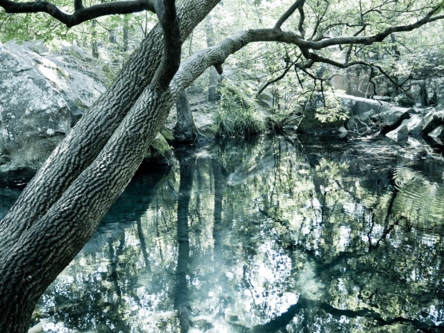 Чистое озеро в лесу