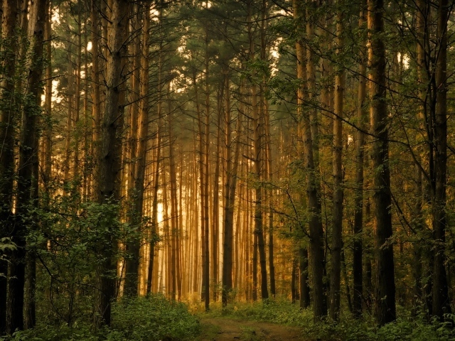 Восточноевропейский лес