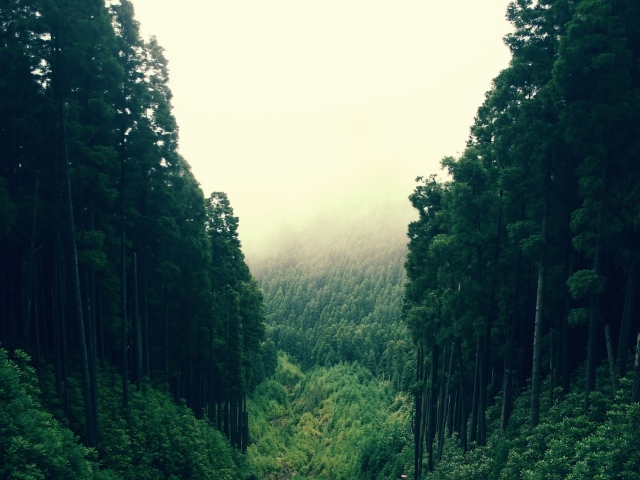 Лесные холмы