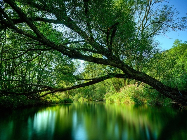 Зеленая лесная река