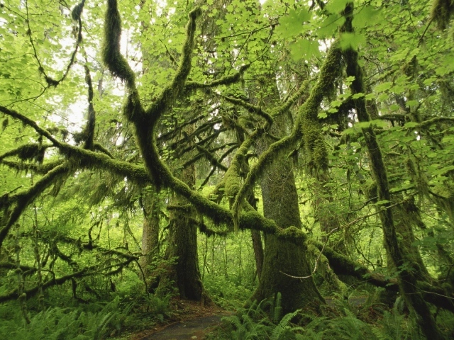 Лес поросший мхом