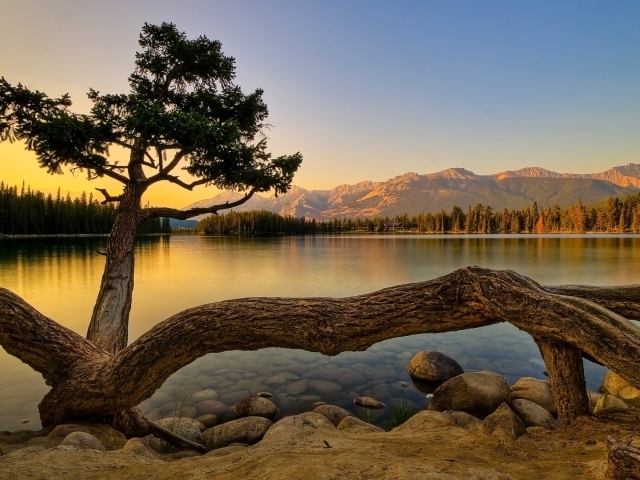 Дерево тарантул