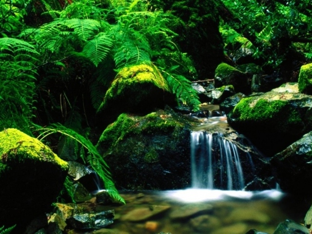 Лесной ручей