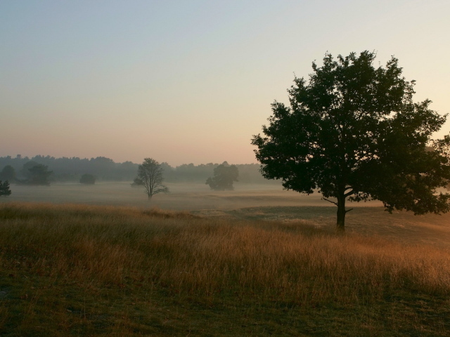 Туманное утро