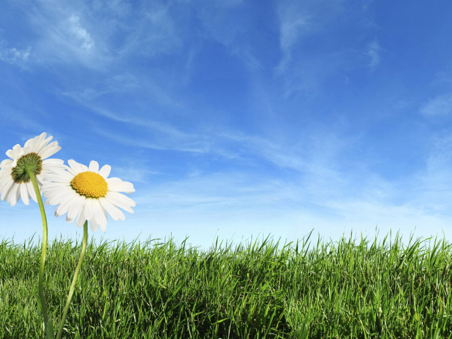 Теплый летний день