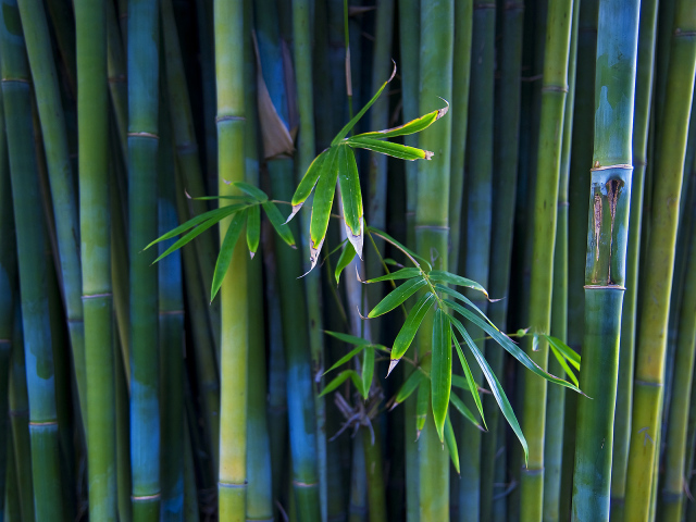 Листья бамбука