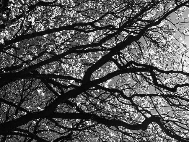 Цветущее дерево