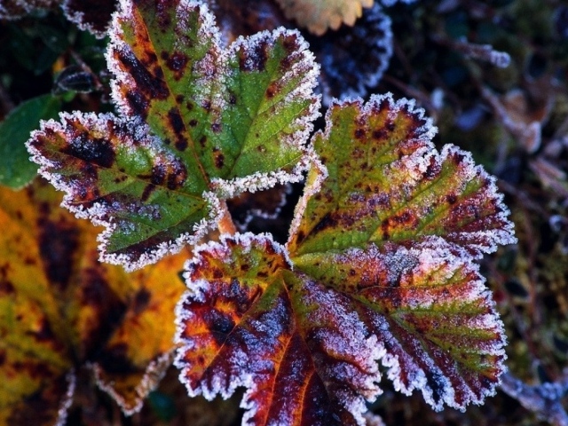 Иней на листах