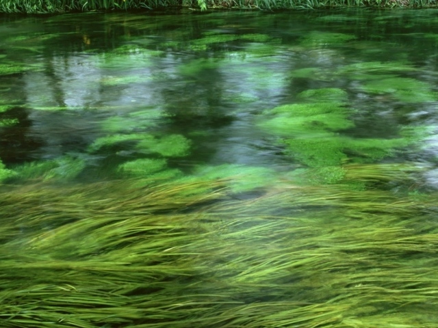 Зеленая речка