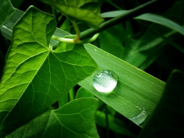 Зеленое растение