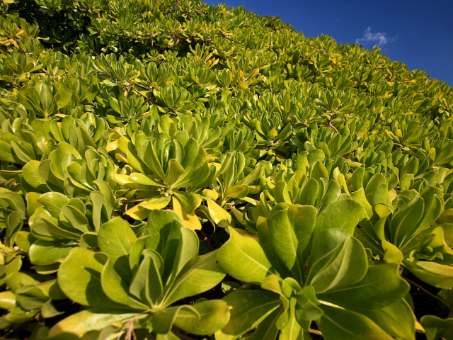Зеленая пелена