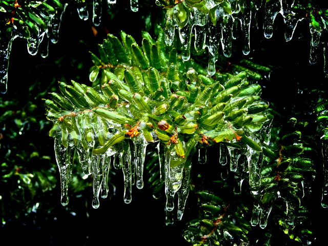 Листья покрытые льдом