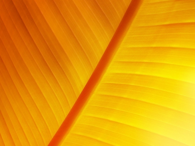 Солнечный лист растение