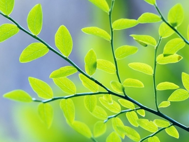 Весенние листья