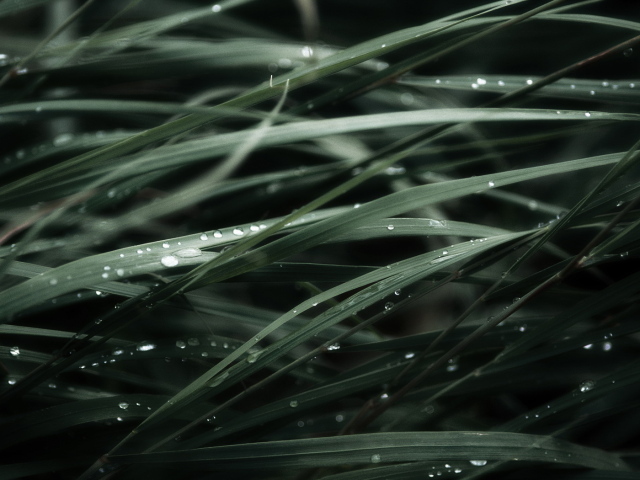 Трава после дождя