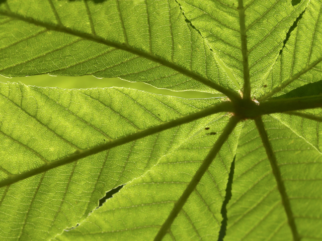 Текстура зеленого листа