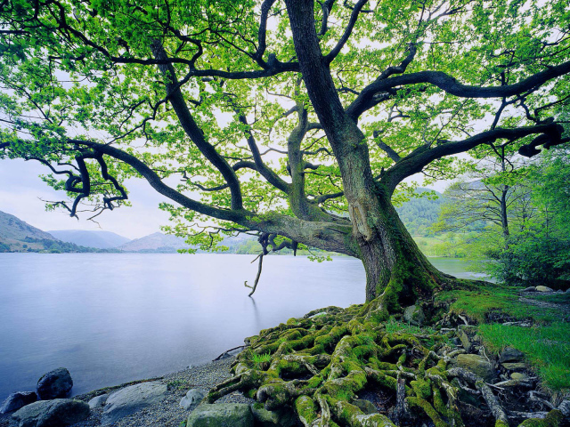 Дерево на берегу озеро