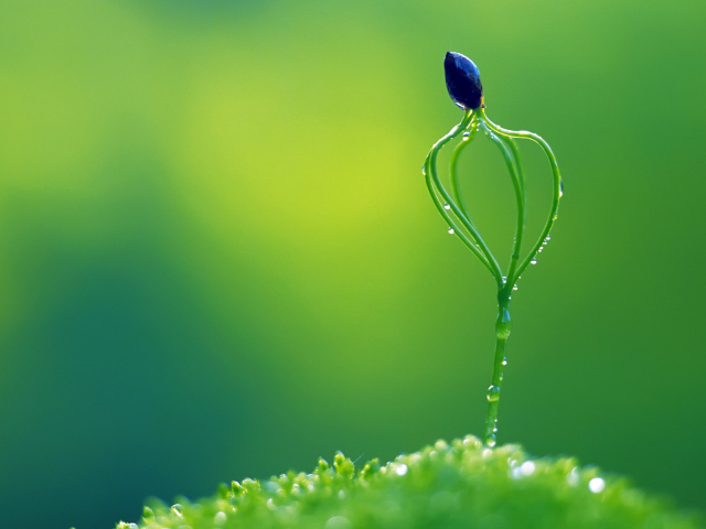 Необычное растение