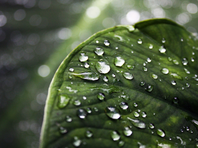 Влажный зеленый листик