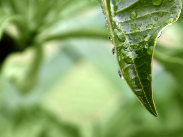 раса на листе