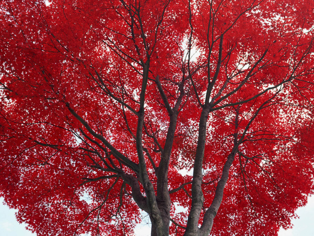 Красное дерево