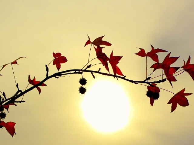 Заходящее солнце