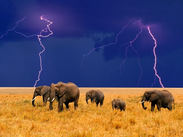 Африканские слоны Молния