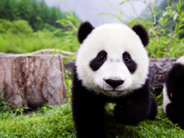 Детеныш панды
