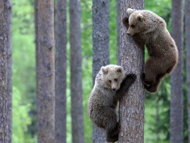 Медвежата на дереве