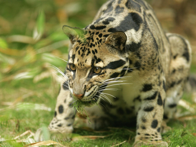 Большая киса