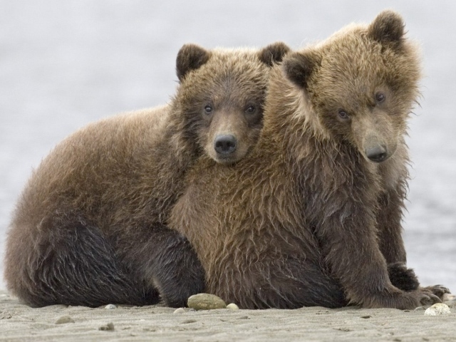 Братья медведи