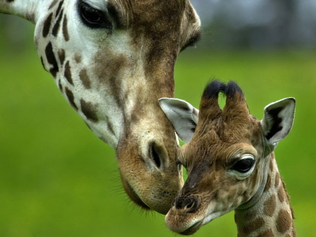 Жираф и ее малыш