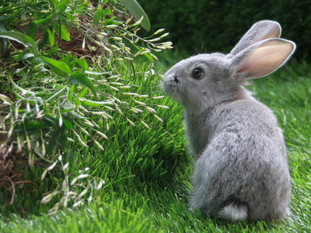 Серый кролик