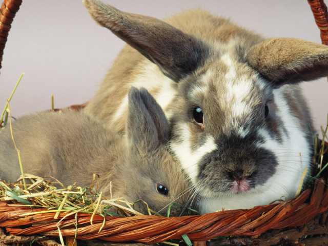 Зайцы в корзине