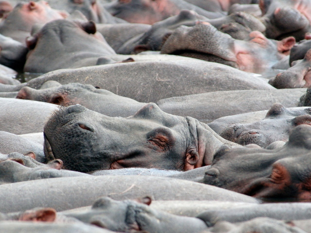 Бегемоты на купании