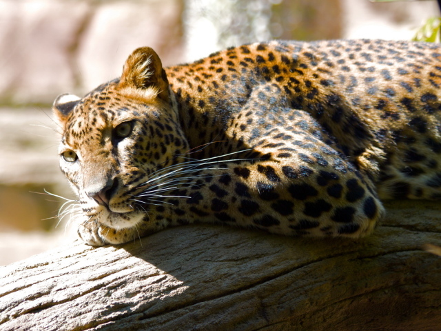Леопард лежа на дереве