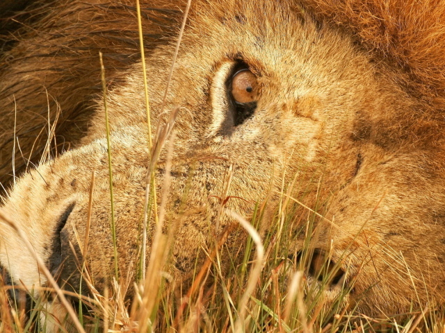 Лева в траве