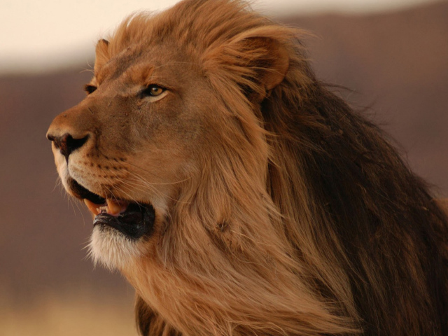 смотрящий в даль Лев