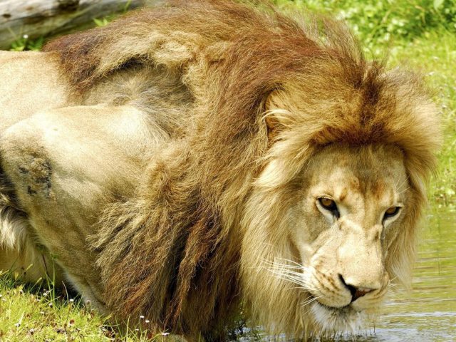 Лев на водопое