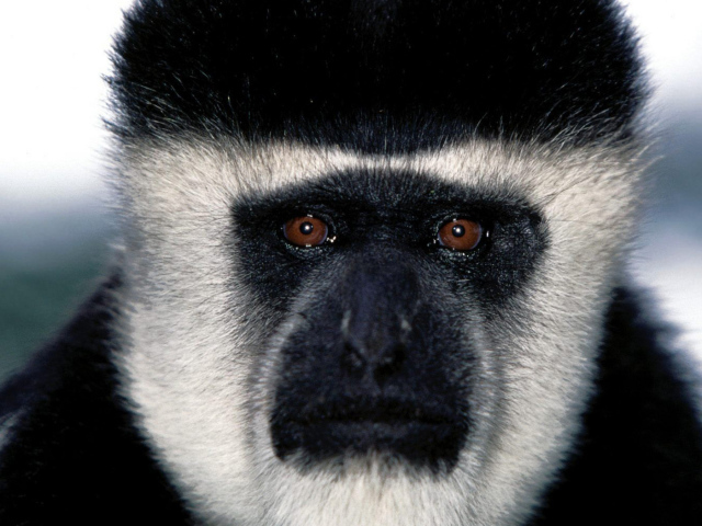 Обезьянья мордашка