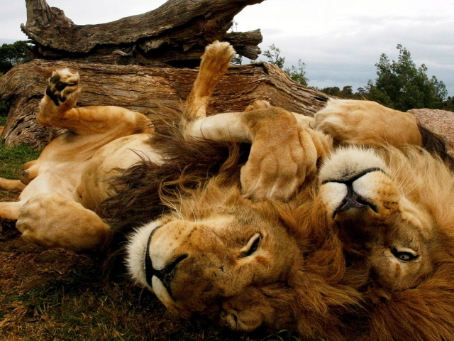 Играющиеся львы