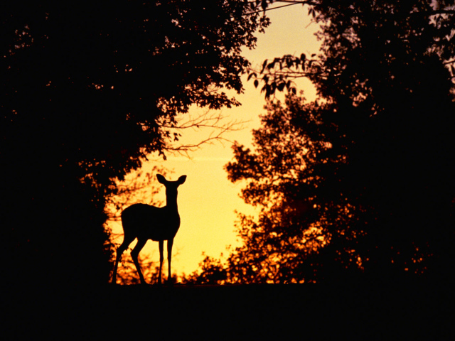 Косуля на закате