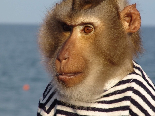 Моряк примат