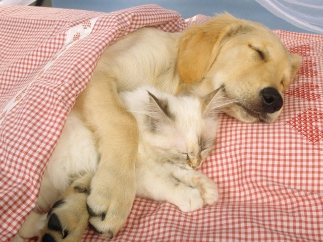 Спящие друзья