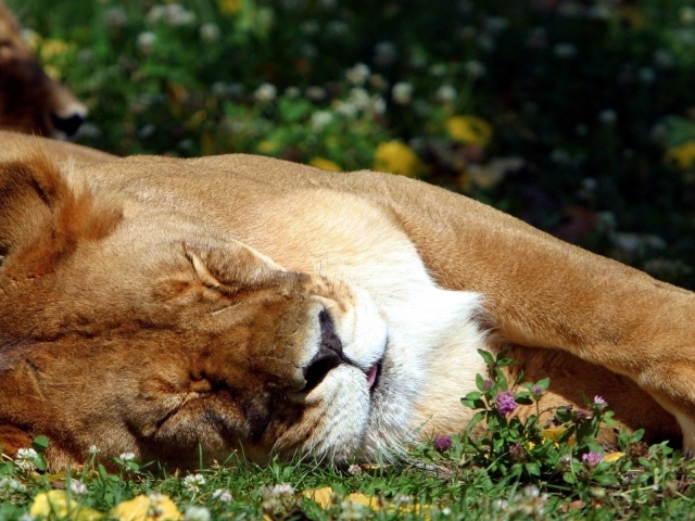 Спящая львица
