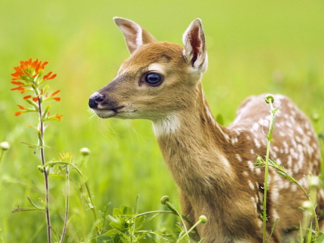 Oлененок среди травы