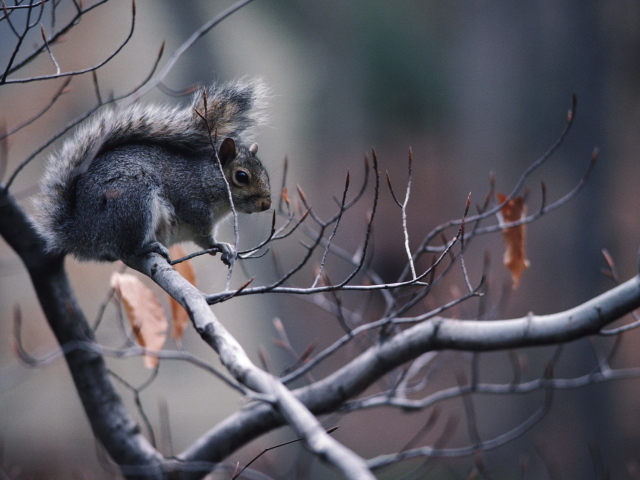 Белка на ветке